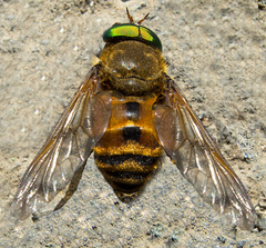 Philipomyia graeca