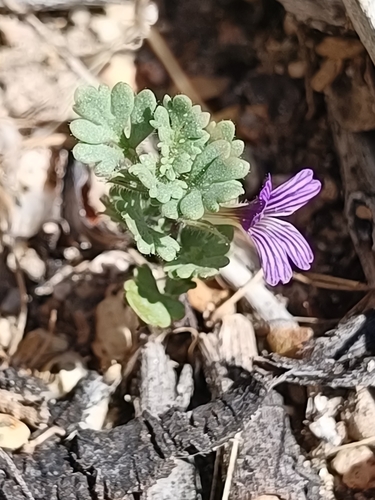 Baja California spiralseed (Schistophragma polystachyum)