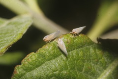Omolicna