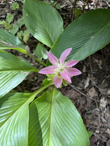 Curcuma australasica observed 2026-02-17