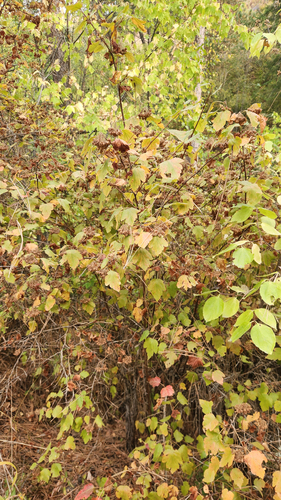 mallow-leaf ninebark (Physocarpus malvaceus)