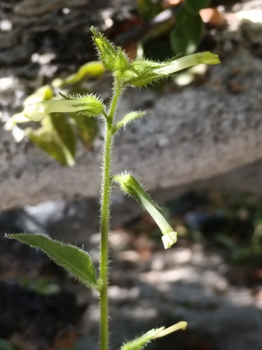 Cleveland's tobacco (Nicotiana clevelandii)