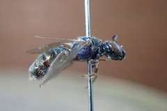 Calloceratina