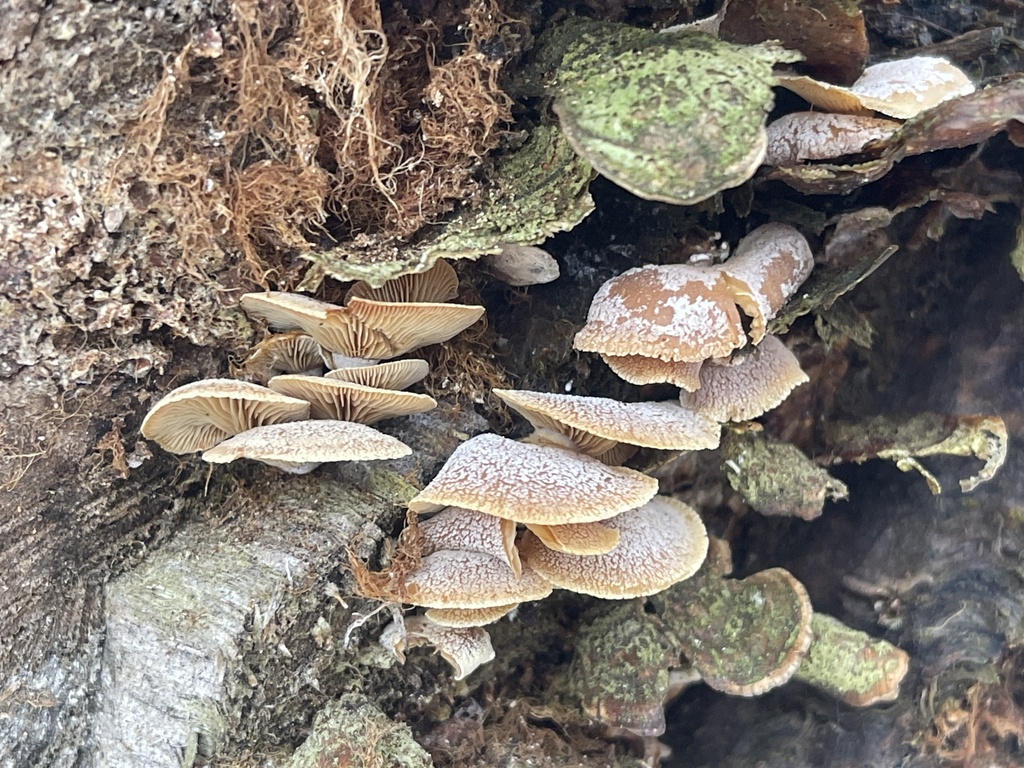 Panellus stipticus · February 2026 · photo: © peterboyer (iNaturalist, cc-by)