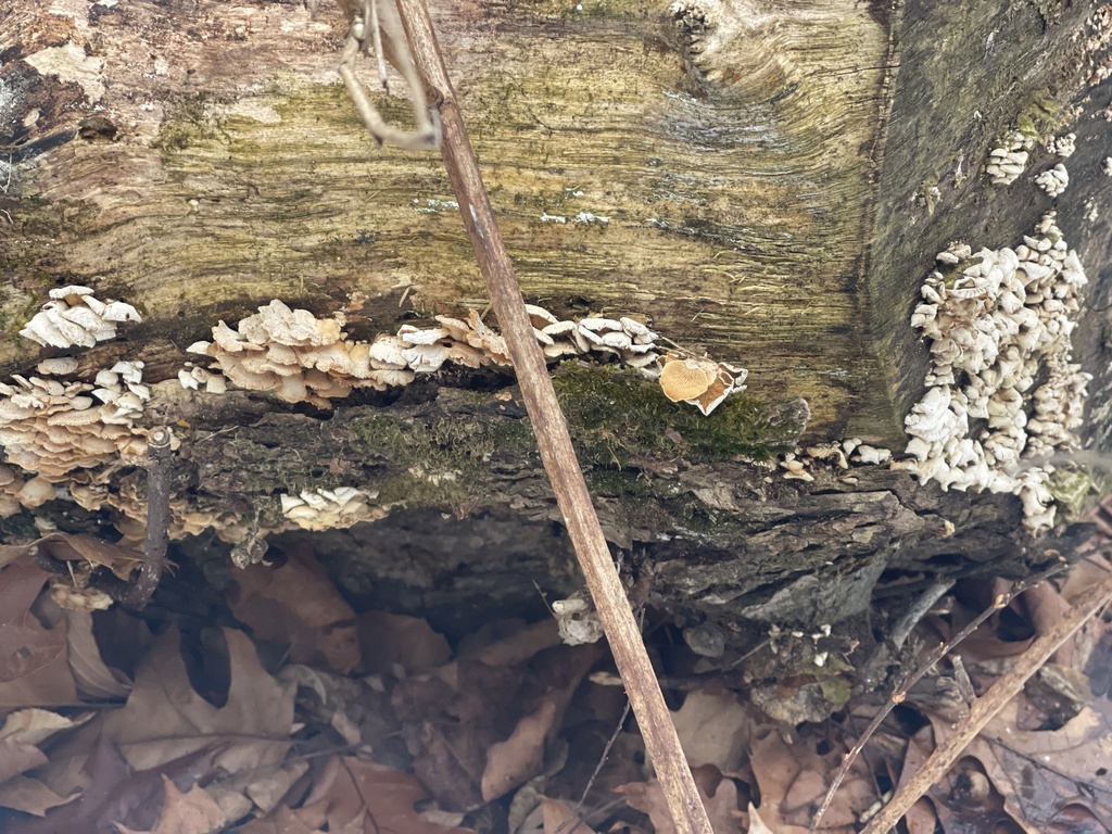 Panellus stipticus · February 2026 · photo: © peterboyer (iNaturalist, cc-by)