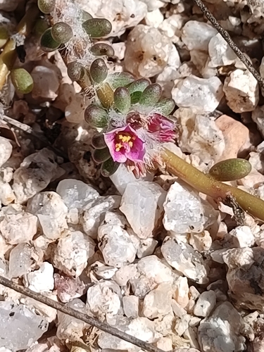 Baja California Purslane (Portulaca californica)