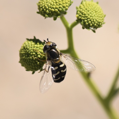 Unknown species found near Riverside County, CA, USA