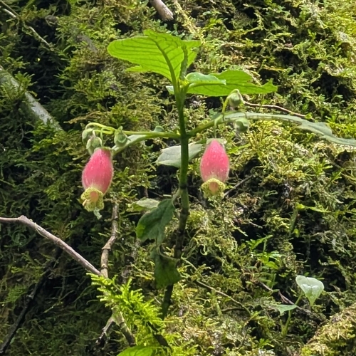 Kohleria affinis, photograph 6