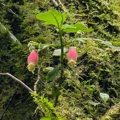 Kohleria affinis, photograph (c) Josh Baryia, some rights reserved (CC BY)