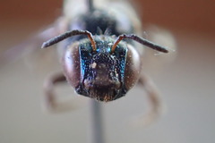 Calloceratina