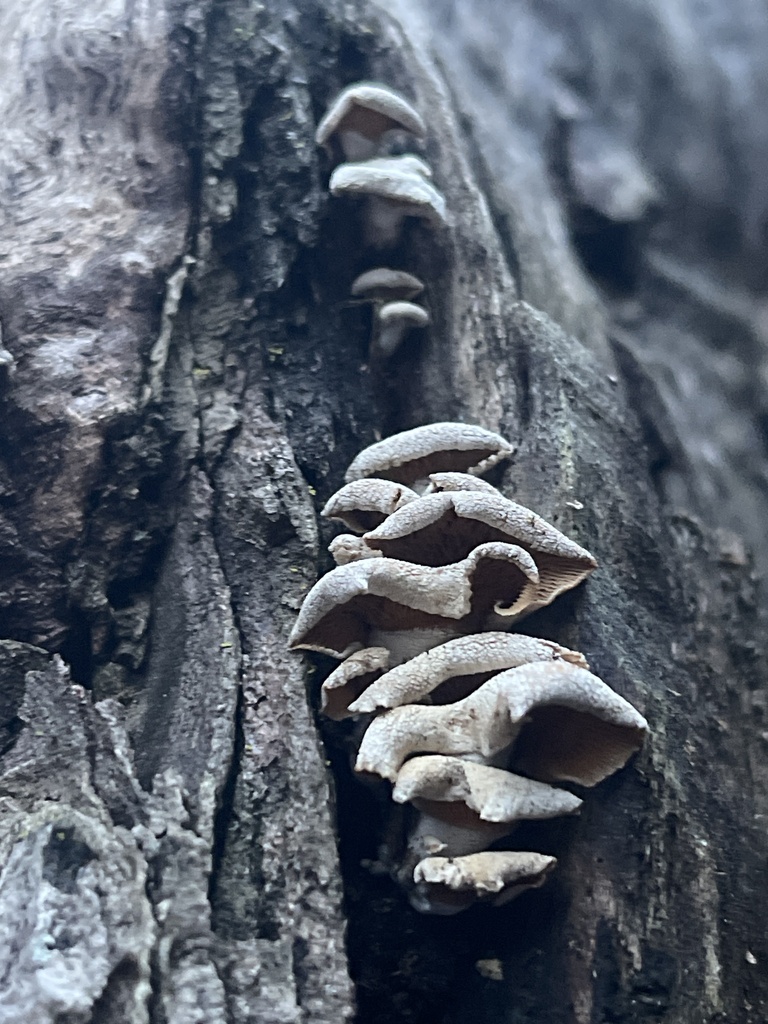 Panellus stipticus · February 2026 · photo: © peterboyer (iNaturalist, cc-by)