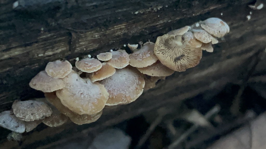 Panellus stipticus · February 2026 · photo: © peterboyer (iNaturalist, cc-by)