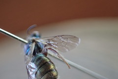 Calloceratina
