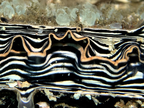 Atrina pectinata observed 2026-02-04