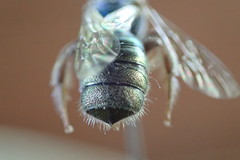 Calloceratina
