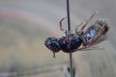 Calloceratina