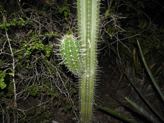 Pilosocereus gaumeri