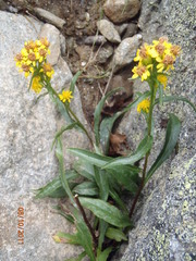 Solidago leiocarpa