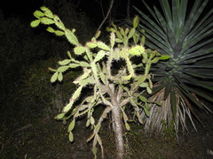 Opuntia inaperta
