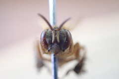 Tetragona ziegleri