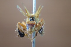 Tetragona ziegleri