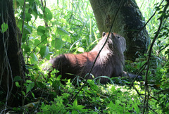 Hydrochoerus hydrochaeris