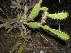 Opuntia inaperta
