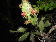 Opuntia inaperta