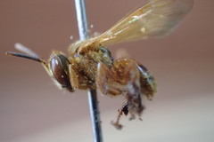 Tetragona ziegleri