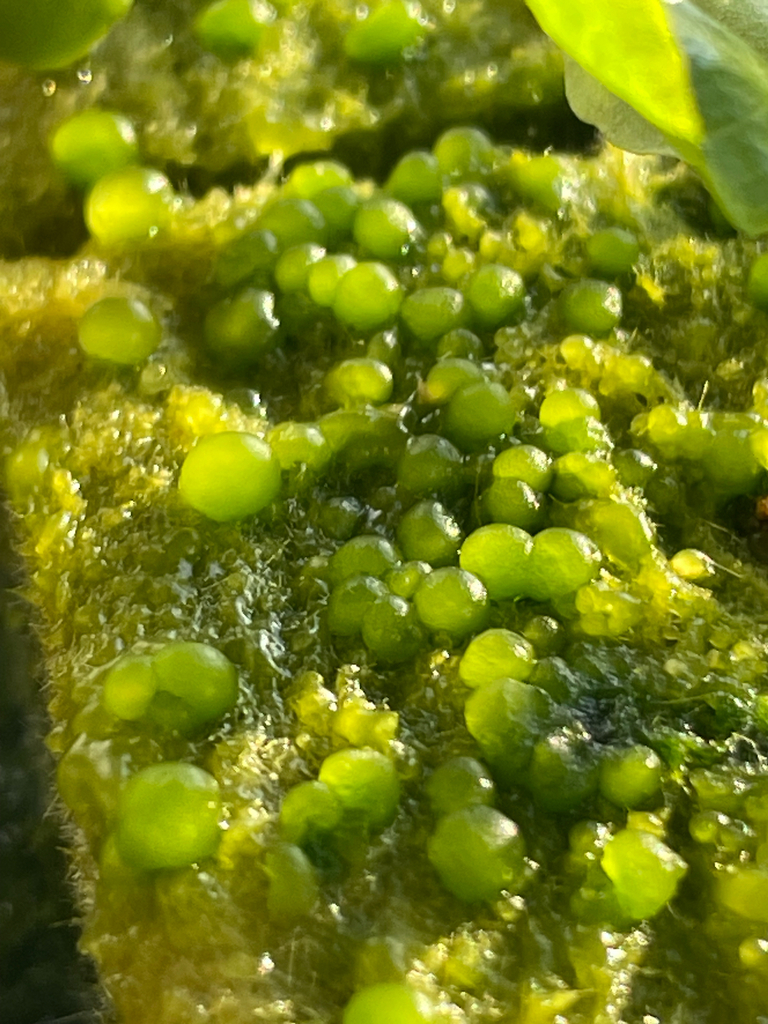 Botrydium from Maple St, Denton, TX, US on February 17, 2026 at 04:44 ...