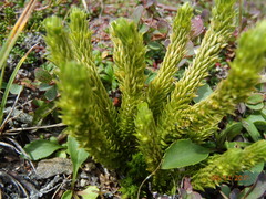 Huperzia appressa