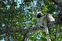 Propithecus deckenii