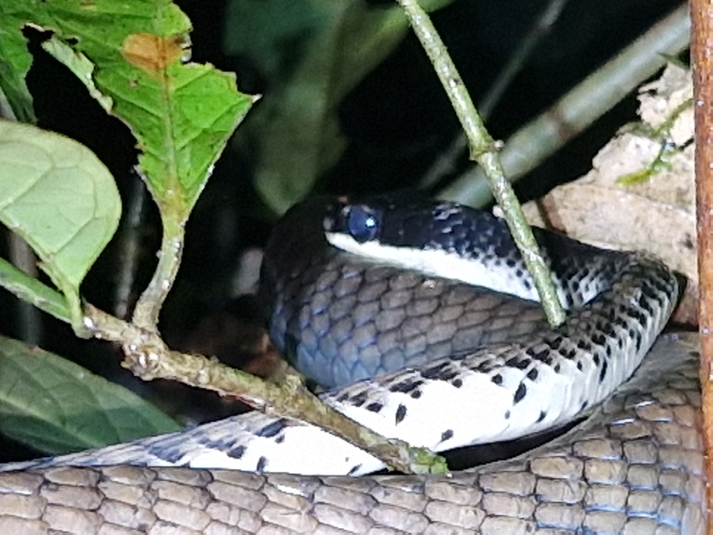 New Guinea Bronzeback (Dendrelaphis lineolatus)