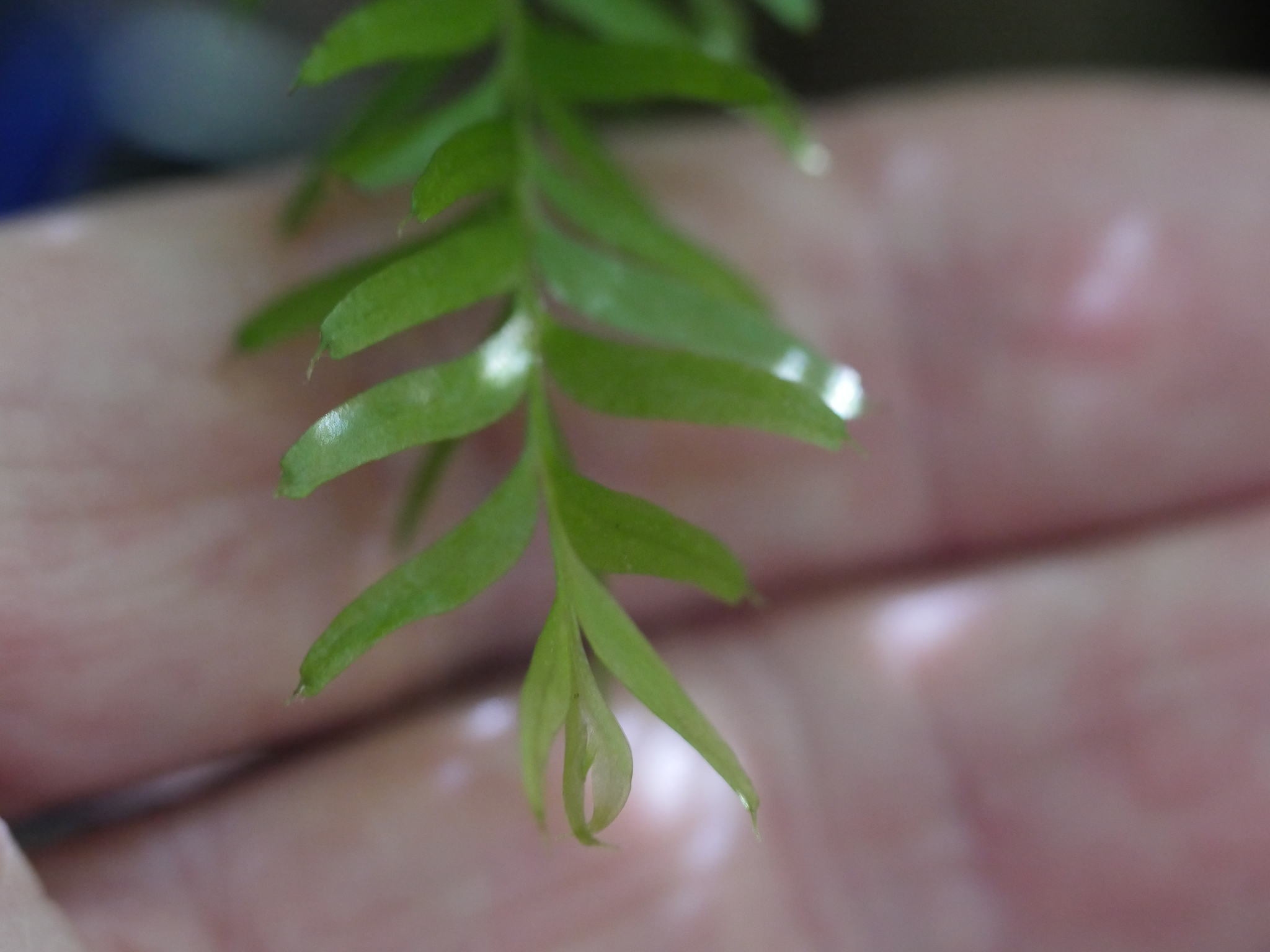 Tmesipteris sigmatifolia image