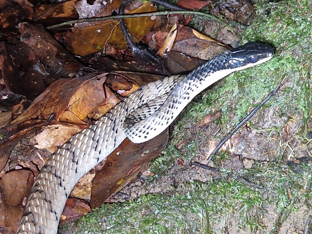 Dendrelaphis lineolatus (Dendrelaphis lineolatus)