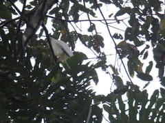 Pseudastur albicollis