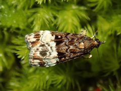 Scoparia minusculalis