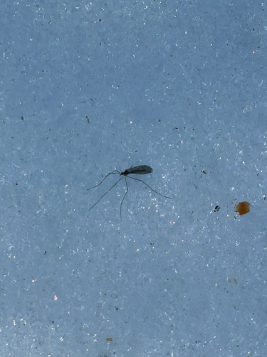 Unknown species found near Doylestown, PA, US