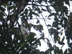 Pseudastur albicollis