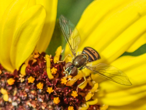 Unknown species found near Mission Valley West, San Diego, CA, USA