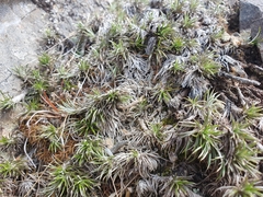 Celmisia laricifolia