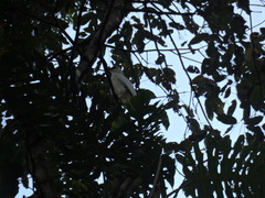 Pseudastur albicollis