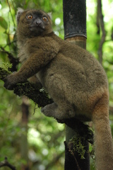 Prolemur simus