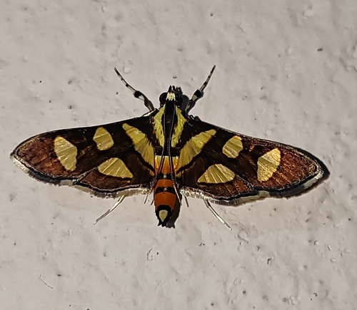 Orange-spotted Flower Moth