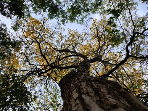 Handroanthus cristatus (A.H.Gentry) S.O.Grose