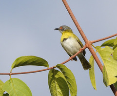 Apalis flavida