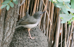 Calamonastes undosus