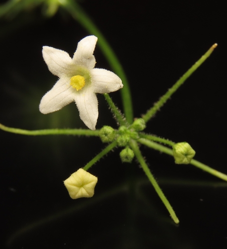 Peninsular Balsam-Apple (Echinopepon minimus)