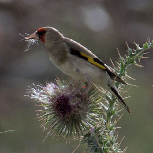 Grey-crowned Goldfinch (Carduelis caniceps), photo 4