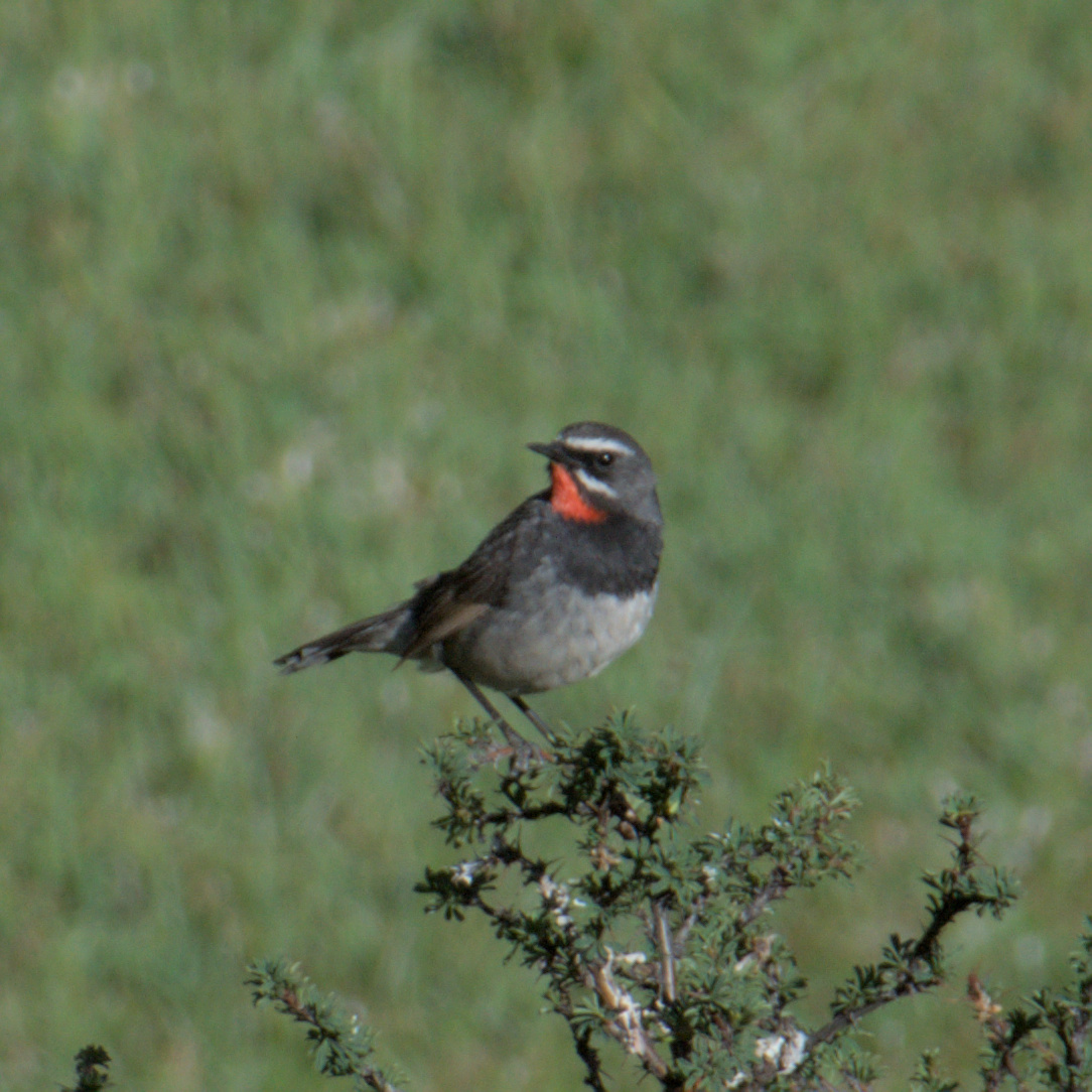 Chinese Rubythroat (Calliope tschebaiewi), photo 4